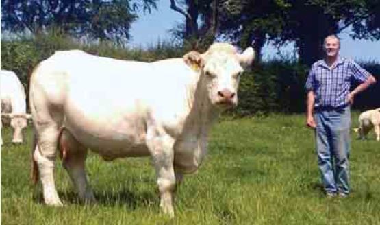 Phillip Leech with one of his high replacement index cows from the Gene Ireland Maternal bull breeder programme.