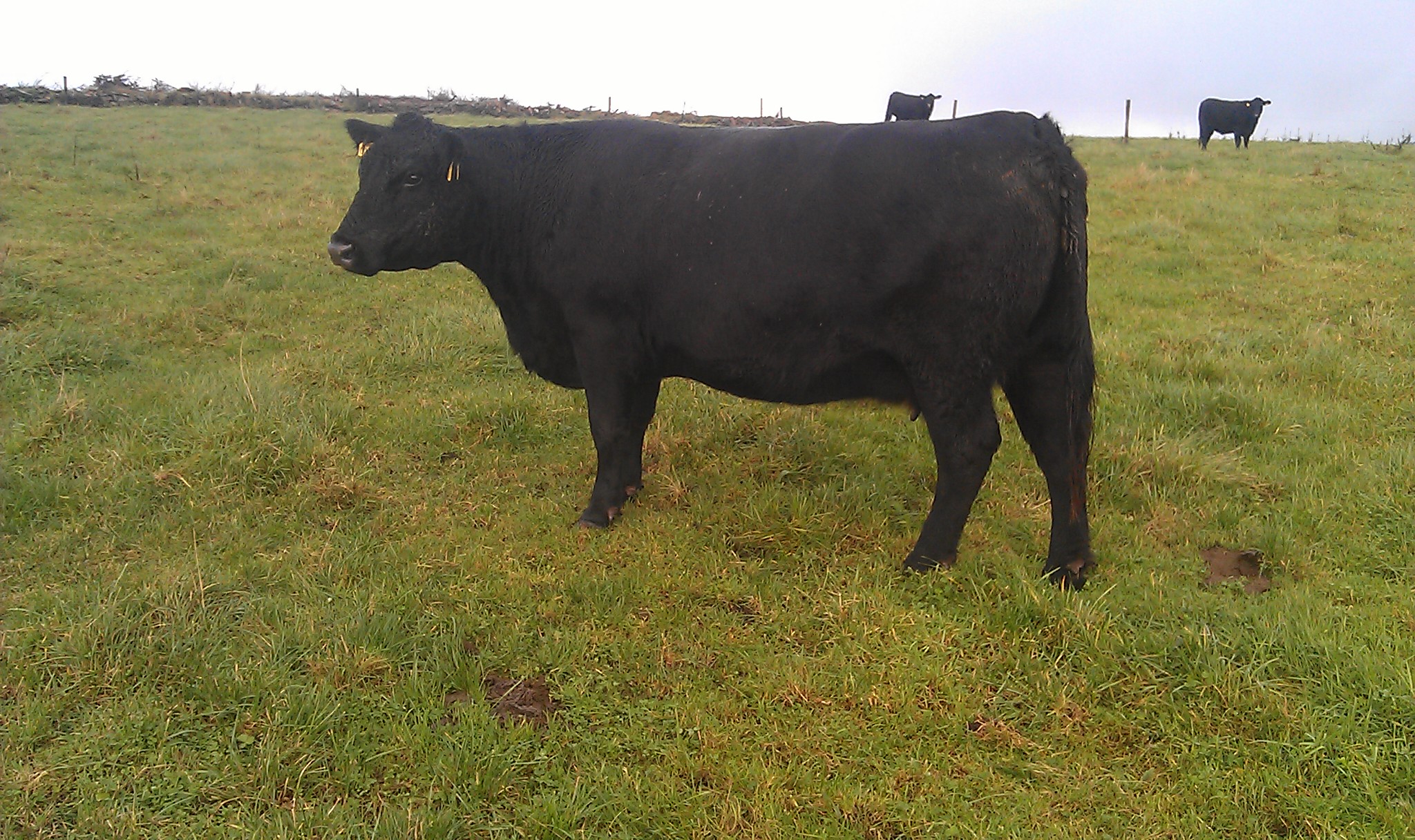 Clontead Ace (Bohey Jasper x Laheens Larry)