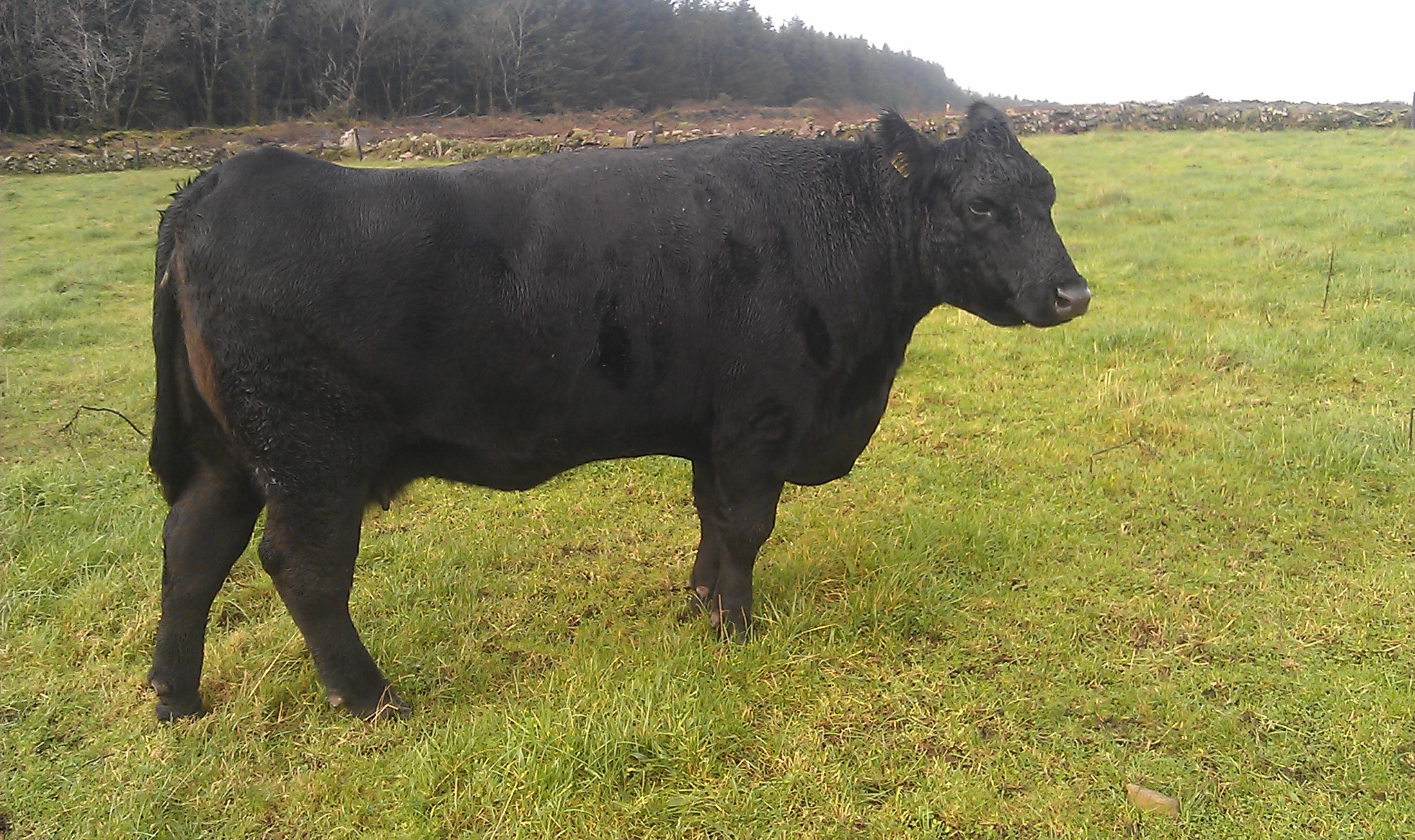 Jesana Western Babe (Shankill Max x Perryville Roscoe)