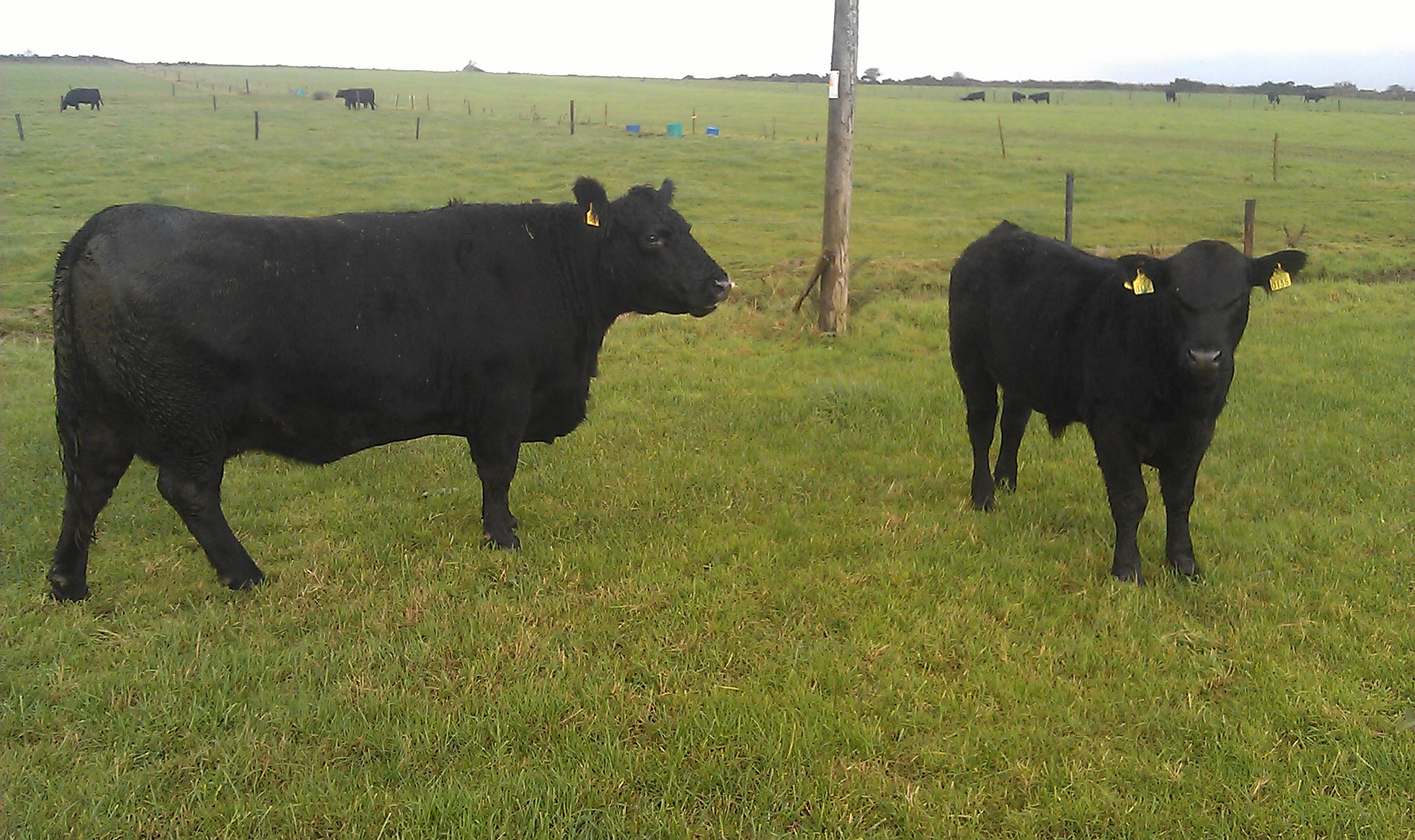Killea Mandy C427 (KBJ Jetta 64D x Clooncraf Henry) and her bull calf Clontead Master Stroke sired by Netherallen Peter Pershore.