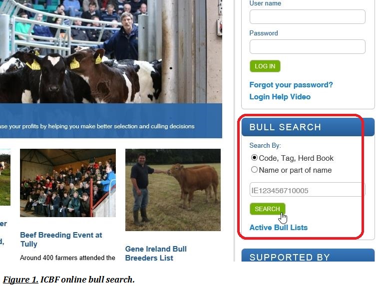 bull search