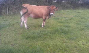 Danoise (Vendeen x Grillon)