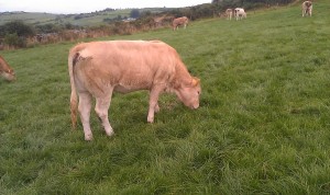 Terelton Grainne (Crack x Athloman Silver)