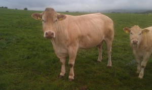 Terelton Bridie (Landais x Athloman Silver)