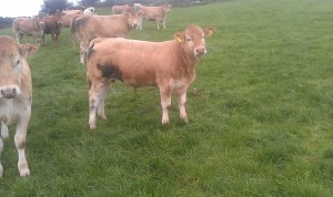 Terelton Hugh (Blackwater Jockey x Landais)