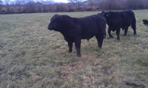Fellfort Grafter F707 son.