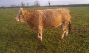 Brogeen Winifred (Omorga Murray x Ballagan Kelly)