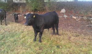 Ashtown Jumbo (Sire:Goulding Jumbo King)