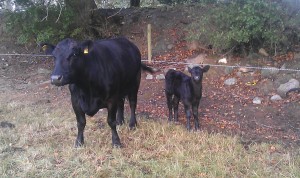 Dam of 'Ashtown Jumbo' & calf