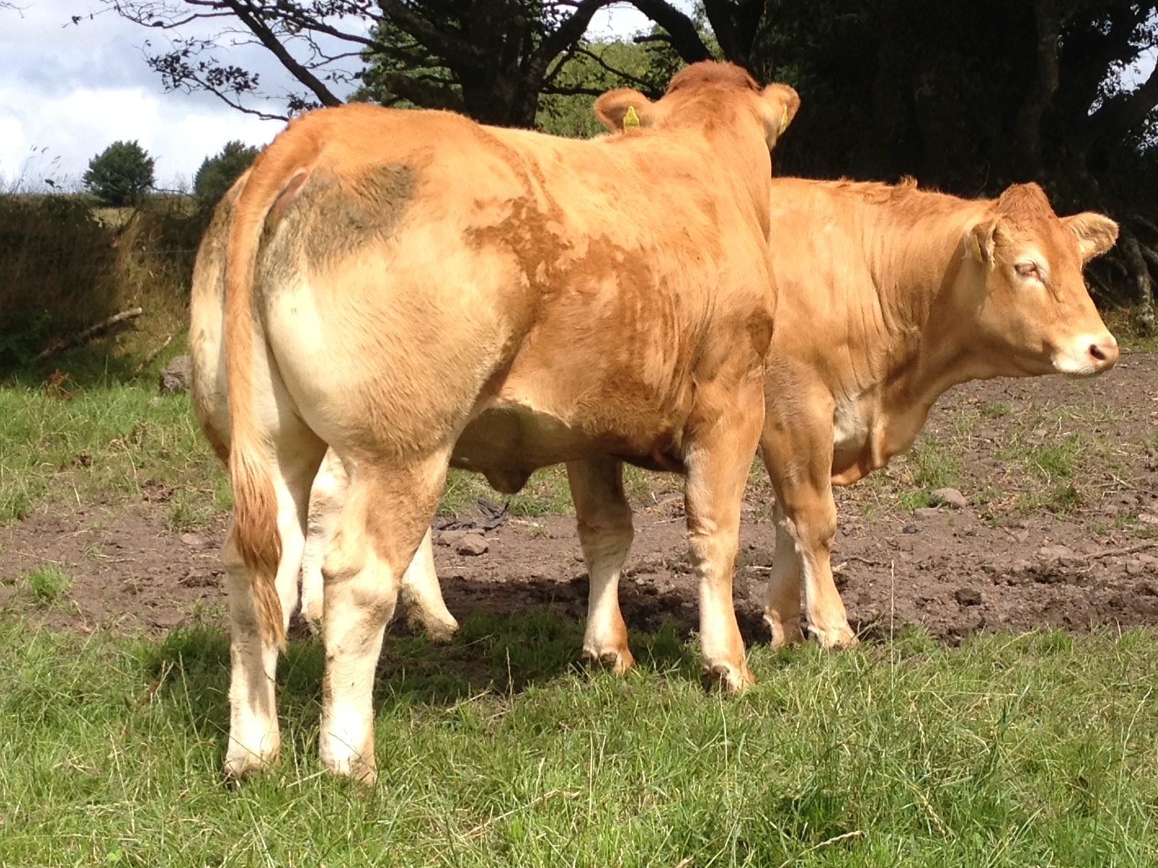 Mistic Godiva (W.Cerberus x Mas du Clos)