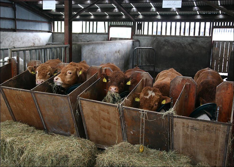 G€N€ IR€LAND progeny on performance test in the Tully Test Centre, Co. Kildare.