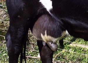 http://www.nadis.org.uk/bulletins/summer-mastitis-in-cattle.aspx A swollen udder on a mastitic cow