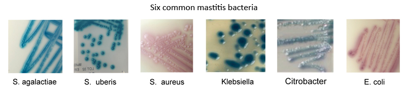 Some of the most common mastitis causing bacteria grown up from clinical samples