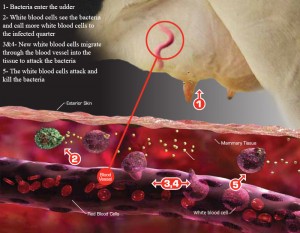 Diagram of how white blood cells make their way into the tissue during mastitis