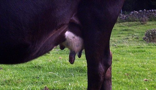 Flies on the udder of a cow with summer mastitis