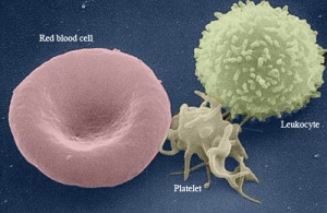 Blood cells-labeled