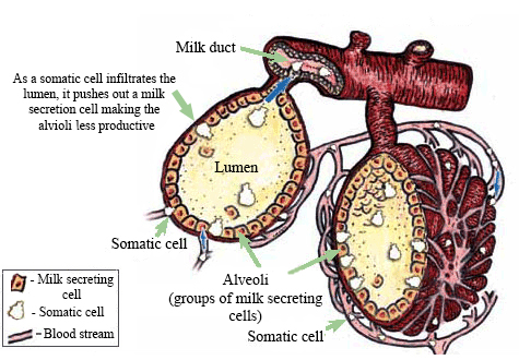 Somatic cells in alveolar