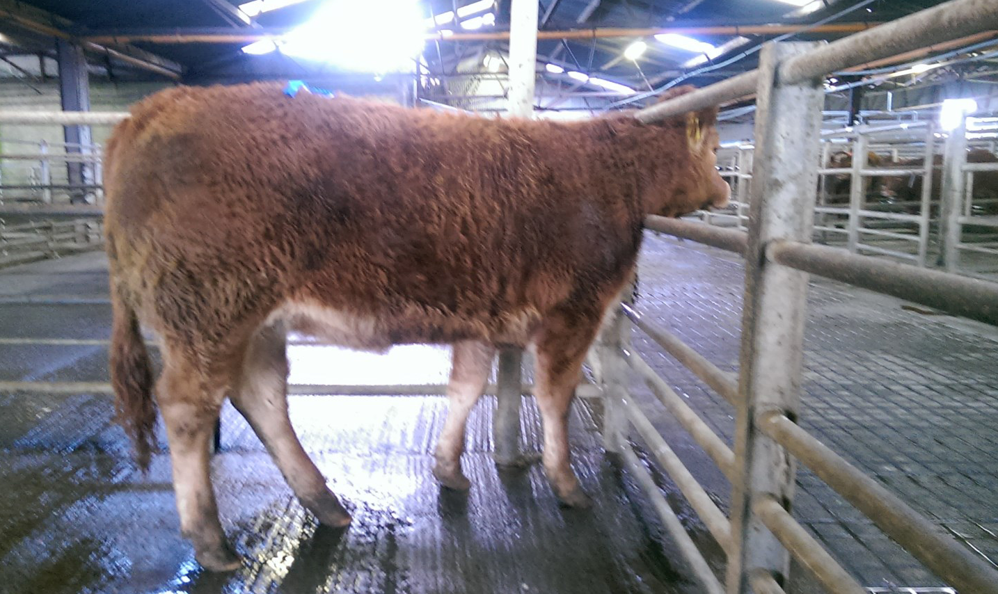 Ballina Sale Report lot 9