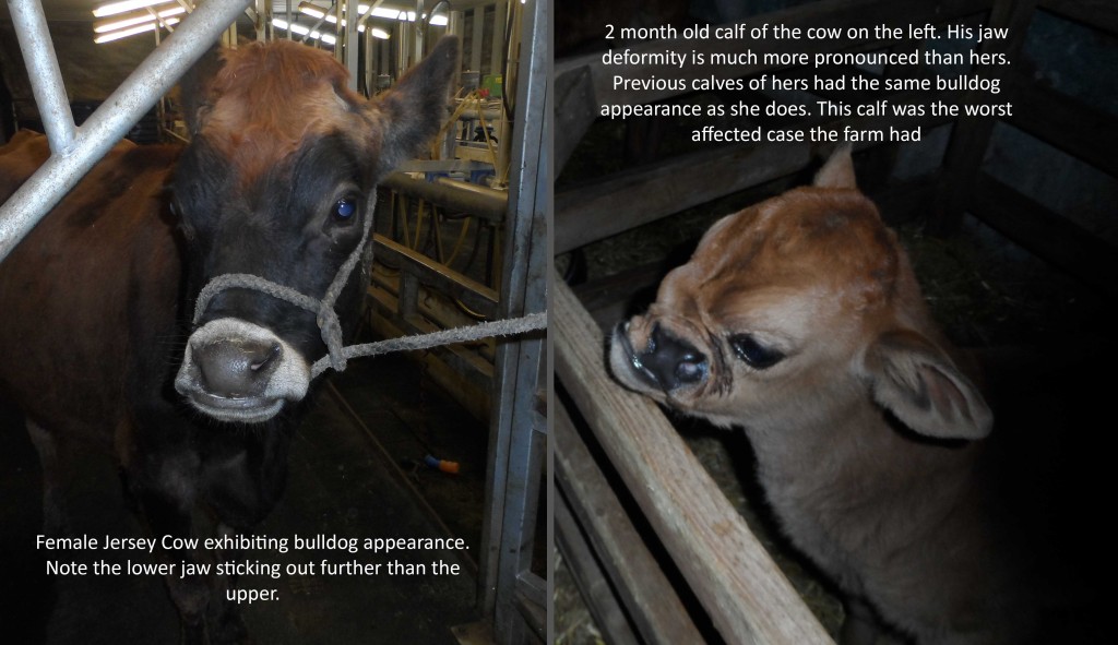 bulldog cow and calf