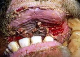 Image showing mouth ulcers in a calf with BEPP, or genetic photosensitization
