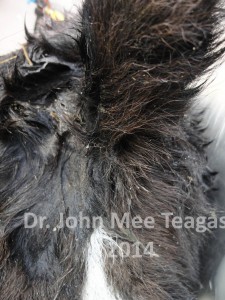 Calf with atresia ani- no back passage
