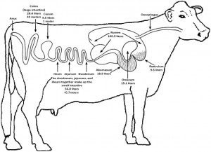Image of a cows digestive tract. Atresia can occur anywhere from the oesophaugs to the anus