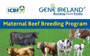 Read more about the article Gene Ireland Maternal Bull Breeder Program