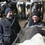 Using sexed semen this year? Here are some tips to help you get the highest conception rates in your herd!