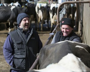 Read more about the article Using sexed semen this year? Here are some tips to help you get the highest conception rates in your herd!