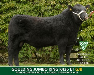GOULDING JUMBO KING K436 ET (GJB)