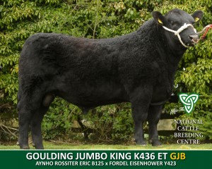 GOULDING JUMBO KING K436 ET (GJB)