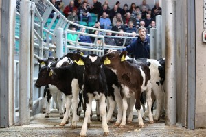 Read more about the article ‘Mart€xpress – ICBF pilots’ latest addition to the HerdPlus app’