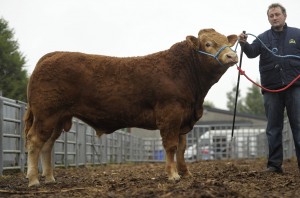 BALLYGARVAN STUD FERNANDO (FQR)