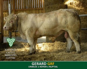 GERARD (GRF)