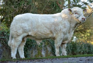 Read more about the article Video – Clenagh Hank KCH Progeny