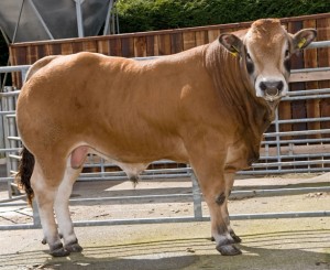 KYLE CHAP (KCP) - Kyle Chap a Partenaise bull born 4/4/2007 by Boley House Ulysses out of Lavande.