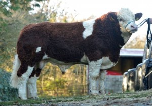 Read more about the article Video – Curaheen Dickens KDZ Progeny