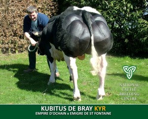 KUBITUS DE BRAY (KYR)