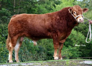 Read more about the article Gene Ireland AI Bulls for sale