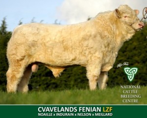 Read more about the article Video – Cavelands Fenian LZF Progeny