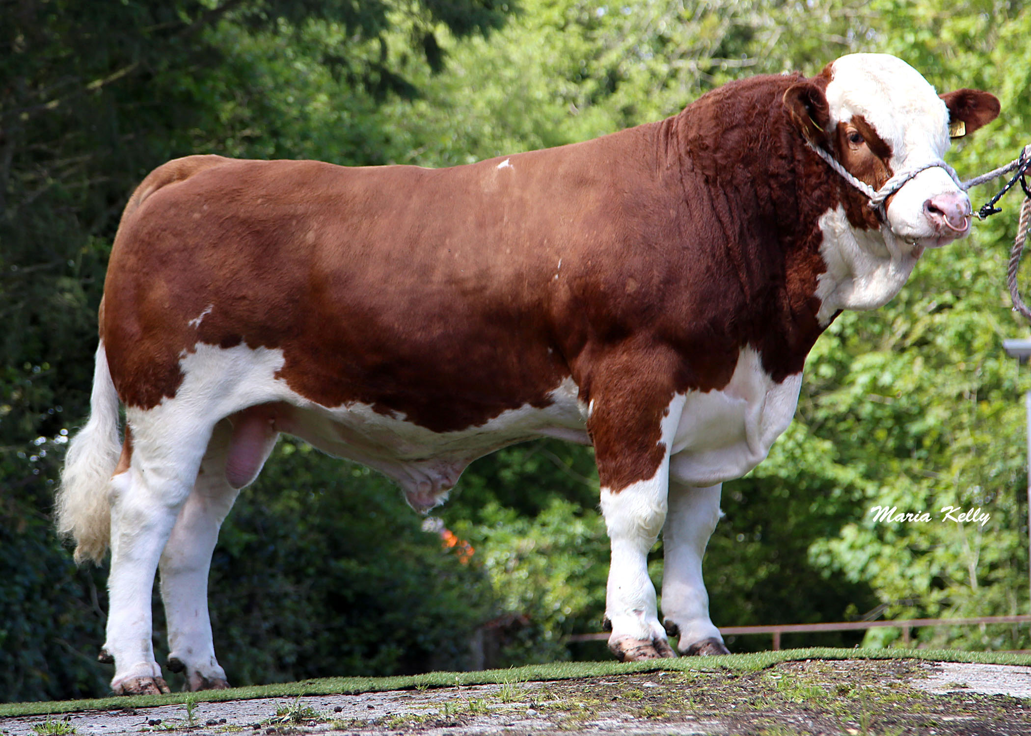 Read more about the article Gene Ireland Progeny – Curaheen Earp SI2152