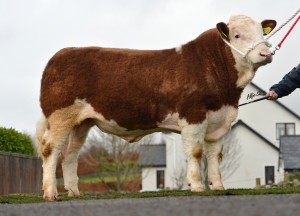 Read more about the article Gene Ireland Progeny Hit the Ground