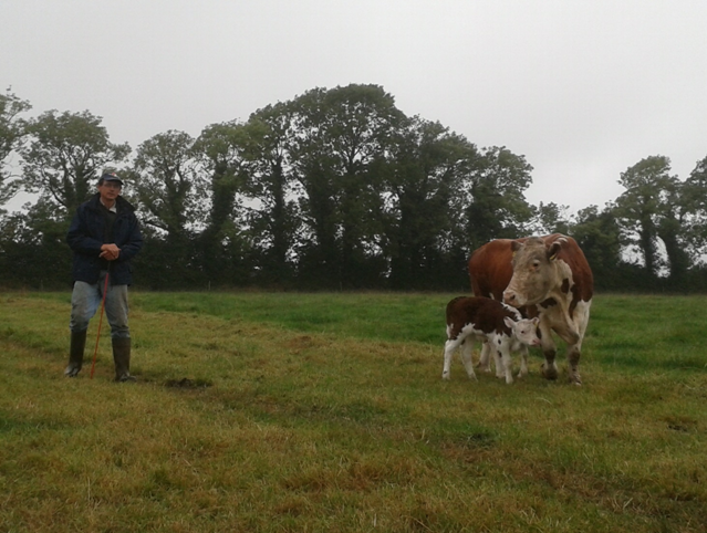 Read more about the article Gene Ireland Bull Breeder of the week – Joe Deverell, Ballyaville, Geashill, Co Offaly