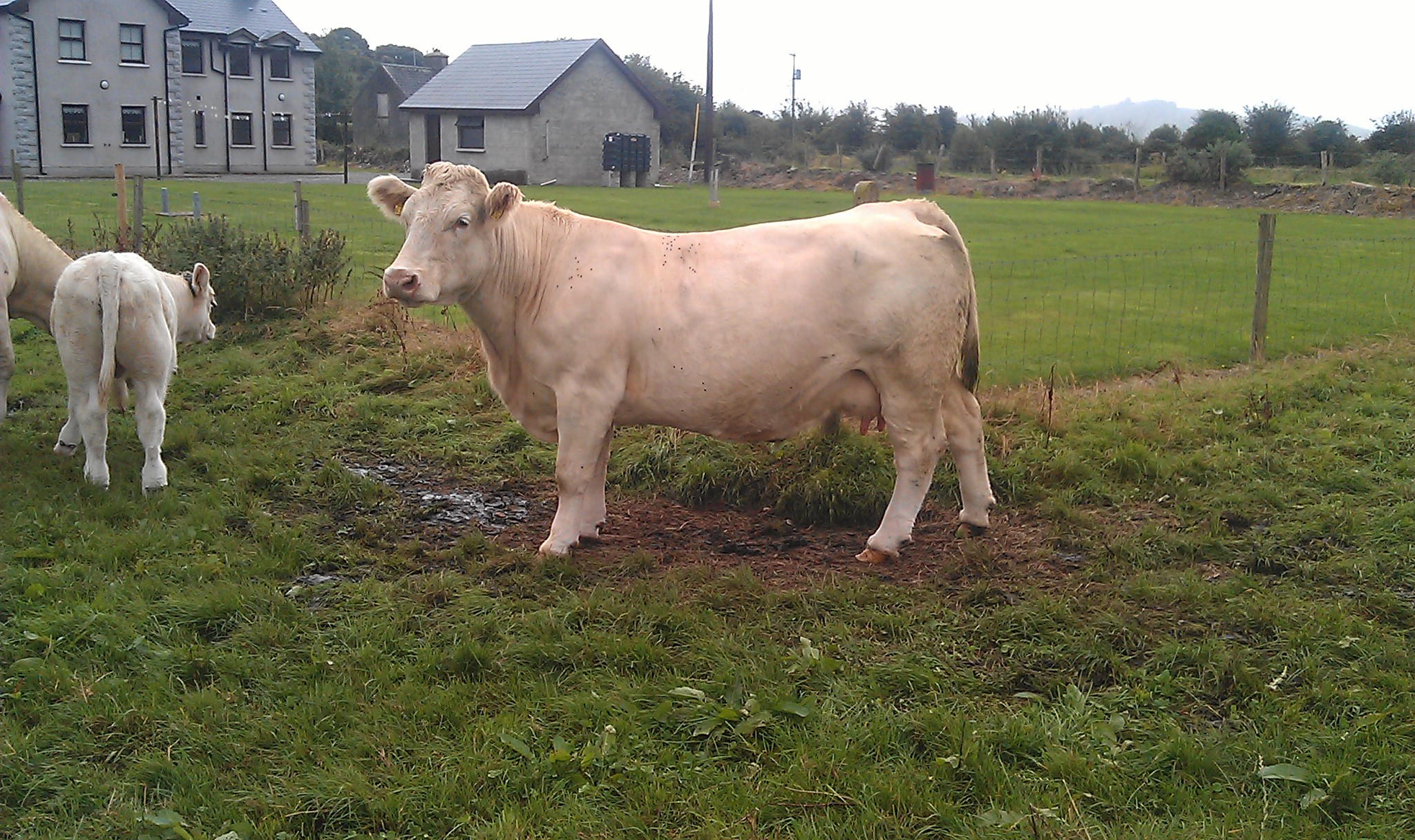 Cow:Carrignacurra Angelica (Sired by Trophee out of an Excellent cow)