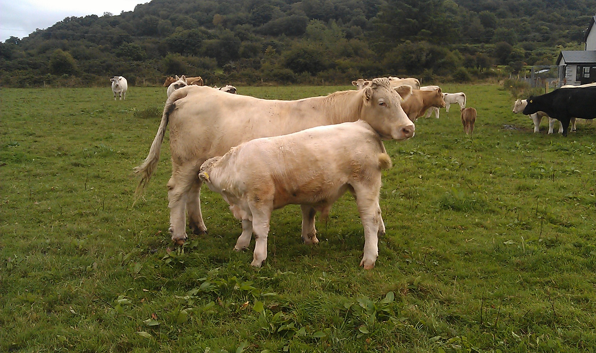 Carrignacurra Unique (Indurain out of an Excellent Cow) with her ALU (Anneskeagh Ulysses) calf