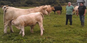 Read more about the article Gene Ireland Bull Breeder of the week – Dermot & Christy Kelleher, Inchigeela, Macroom, Co Cork