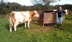 Read more about the article Gene Ireland Bull Breeder of the week – Tom O’Riordan, Ballyedmond, Midleton Co Cork