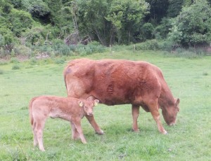 Read more about the article Pedigree Limousin Breeder – Michael Mahony, Dangan House, Thomastown, Co.Kilkenny