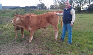 Read more about the article Gene Ireland Bull Breeder of the week – Dan O’Mahony, Ballinreasig, Ballygarvan, Co Cork