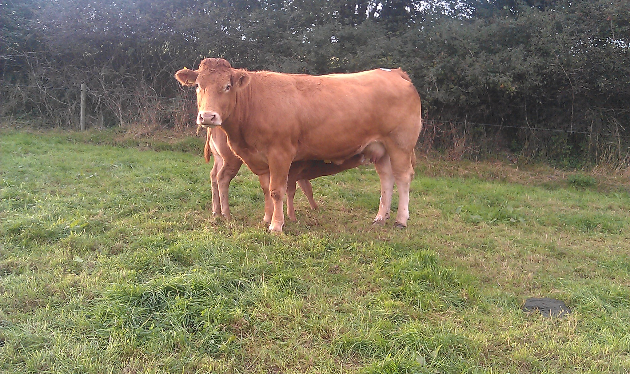 Ballygarvan Stud Eva (Vizon x Milbrook Tanko) and her 'Bavardage' heifer calf.
